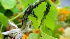 Како ефикасно да се справи со aphid на краставици